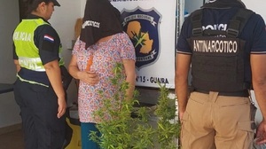 Abogado cuestiona detención de mujer por plantas de cannabis