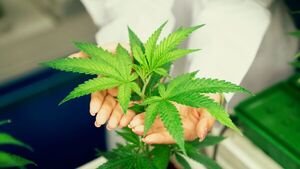 El país del revés: Detenida por dos plantines de marihuana - SNT