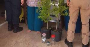 Diario HOY | Otorgan arresto domiciliario a mujer detenida por dos plantines de marihuana