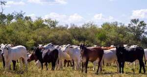 La Nación / Medio colombiano destaca importancia de la ganadería local para el desarrollo económico