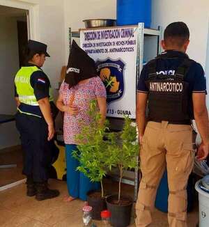 Hay compromiso de sobreseer a abuela con plantas de marihuana, según abogado - Policiales - ABC Color