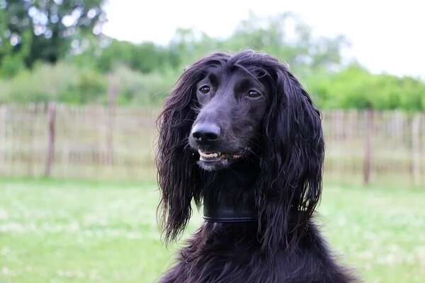 Mascotas: ¿Cuáles son las razas de perro “menos inteligentes”? - Mascotas - ABC Color