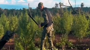 Destruyen 240 toneladas de marihuana cultivada en reserva forestal de Caazapá - Noticias Paraguay