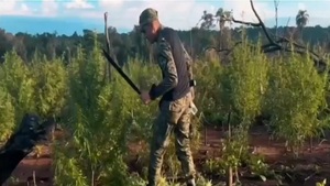Destruyen 240 toneladas de marihuana cultivada en reserva forestal de Caazapá - Noticias Paraguay