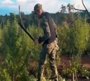 Destruyen 240 toneladas de marihuana cultivada en reserva forestal - Paraguay.com