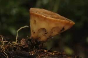 Tras casi 130 años, redescubren en Paraguay un hongo en peligro de extinción - Ciencia - ABC Color