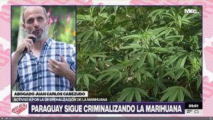Activista apuesta a la legalización del cannabis para potenciar industria - Megacadena - Diario Digital
