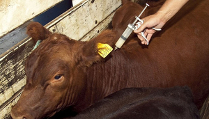 Éxito total en la campaña de vacunación del primer periodo en ganado bovino y bufalino en Itapúa