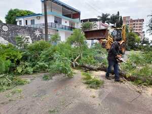 Municipio inicia tareas de poda de árboles en el microcentro de Encarnación