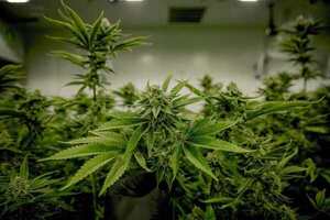 Diputado propone legalizar cultivo y uso de marihuana