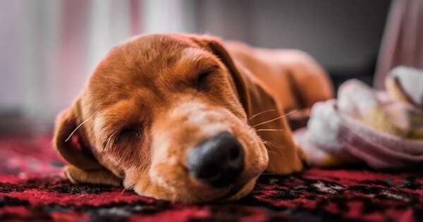 La Nación / Sepa por qué no se debe despertar a los perros cuando tienen pesadillas