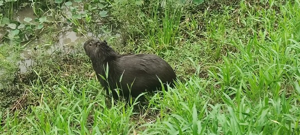 Nuevo integrante del entorno ambiental favorable que presenta la Defensa Costera de Pilar