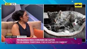 Video: problemas de comportamiento más comunes de los felinos domésticos - Ensiestados - ABC Color