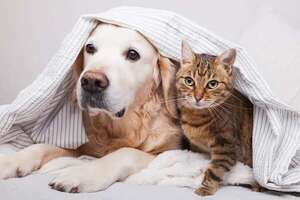 Perros y gatos podrían transmitir a los dueños bacterias resistentes - Mascotas - ABC Color