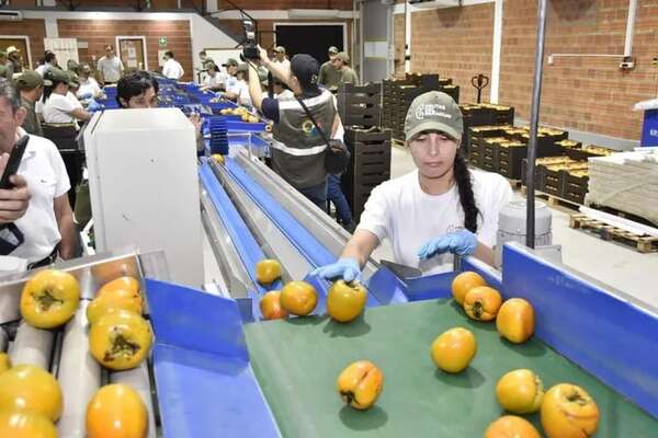 Unas 200 toneladas de caquis serán exportadas al continente europeo - Nacionales - ABC Color