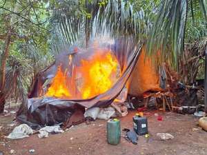 Policía destruye campamentos y plantaciones de presunta marihuana en Amambay - Policiales - ABC Color