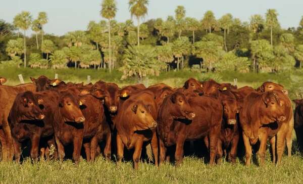 ARP confía en que se mantendrá abierto el mercado de la UE para carne - Nacionales - ABC Color