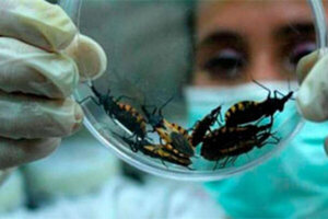 Se conmemora el Día Mundial de la Enfermedad de Chagas - Megacadena - Diario Digital