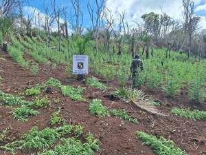 Operativo SUMAR: SENAD destruye 8 hectáreas de marihuana en la colonia Santa Clara - Radio Imperio 106.7 FM