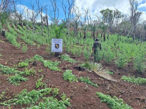 Operativo SUMAR: SENAD destruye 8 hectáreas de marihuana en la colonia Santa Clara - Radio Imperio 106.7 FM