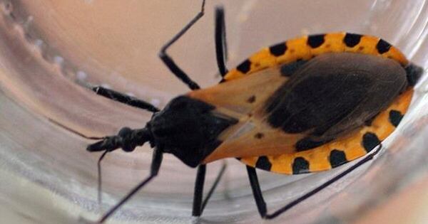 La Nación / Día Mundial del Chagas: fecha busca visibilizar la importancia de mejorar la detección precoz