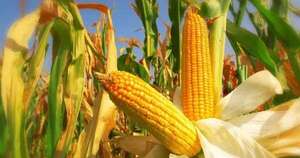 La Nación / Exportaciones de maíz siguieron cayendo y generaron 50 % menos de divisas para el país