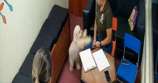 La Nación / ¿Blanquita o Pandora? Insólita disputa legal por una caniche con cámara Gesell