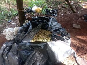 Senad incauta 18 toneladas de marihuana en montes del Amambay y destruye campamentos, pero no alude a narcos detenidos – La Mira Digital