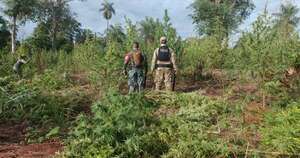 Diario HOY | Desmantelan varios narcocampamentos y cultivos de marihuana en Amambay