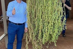 Cosechan planta gigante de soja en Santa Rosa del Monday