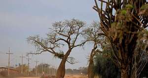 Diario HOY | Paraguay exporta árbol “Samu’u” al Medio Oriente