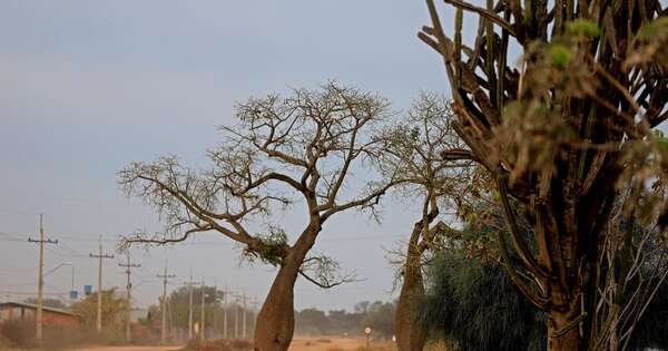 Diario HOY | Paraguay exporta árbol “Samu’u” al Medio Oriente