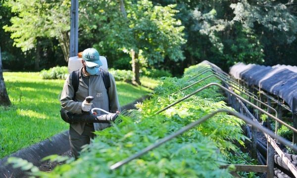 Vivero de ITAIPU produjo más de 280.000 plantines en el primer trimestre del 2024