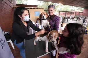 Jornada de vacunación antirrábica y desparasitación para mascotas en Lambaré - Unicanal