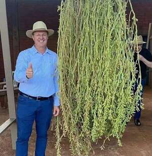 Producen una planta de soja gigante con más de 16.600 vainas en Alto Paraná - ABC en el Este - ABC Color