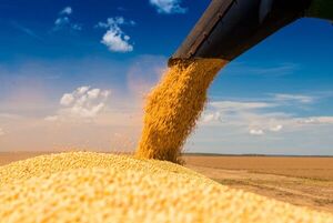 USDA eleva a 10,5 millones su proyección para la producción de soja en Paraguay - MarketData