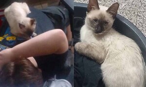 Niño llora por la desaparición de su gatita en Coronel Oviedo – Prensa 5