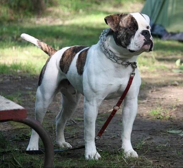 Abuela fue atacada por sus seis perros bulldog, perdió gran parte de la piel