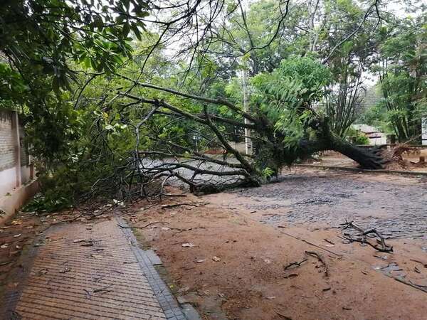 Árboles caídos y taponamiento de sumideros en Asunción: ¿dónde y cómo denunciar? - Nacionales - ABC Color