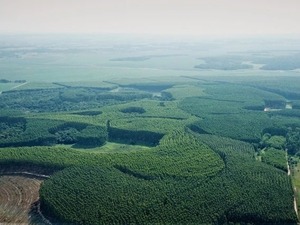 Astarte Capital y Silvipar AB cierran fondo forestal de USD 325 millones para Paraguay - MarketData