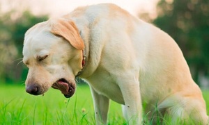 Todo sobre la “traque bronquitis canina” | Telefuturo