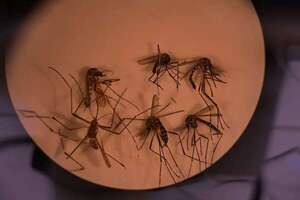 Alerta amarilla en zona central de Chile por presencia del mosquito transmisor del dengue  - Mundo - ABC Color