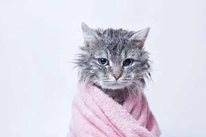 Mascotas: Recomendaciones a la hora de bañar al gato  - Mascotas - ABC Color