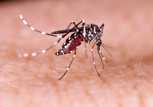 Lanzarán mosquitos infectados en 13 sectores de Foz de Yguazú - La Clave