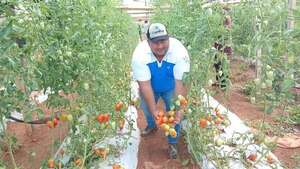 Tomate, a G. 22.000 el kilo: culpan a precios altos y escasez en Argentina y Brasil - Nacionales - ABC Color