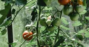 La Nación / Cultivar tomates en casa: ¿cuánto puede producir una sola planta?