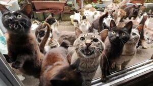 “Mi señora me obliga a vivir con 21 gatos que ella rescató de la calle”