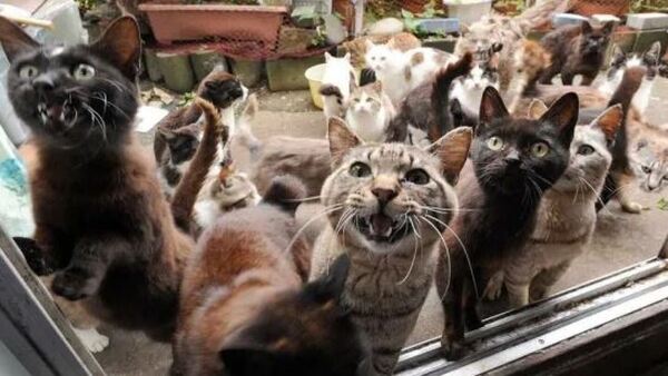 “Mi señora me obliga a vivir con 21 gatos que ella rescató de la calle”