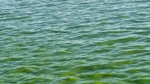 Emblemático arroyo Tacuary se tiñe de color verde y preocupa en Itapúa