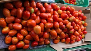 Senave libera los permisos de importación de tomate